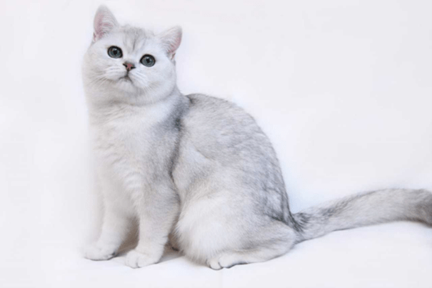 Британская кошка, серебристый затушеванный окрас (шиншилла)